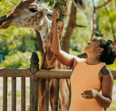 Visit Package at Casela Nature Parks.